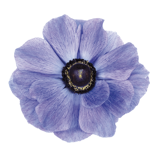 Italian Anemone 'Mistral Plus Azzurro’ - 25 SEEDS (PRE-ORDER)