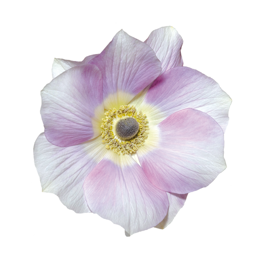 Italian Anemone 'Mistral Pale' - 25 SEEDS (PRE-ORDER)