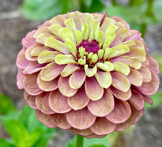 Zinnia 'Queeny Lime Red' - 25 SEEDS