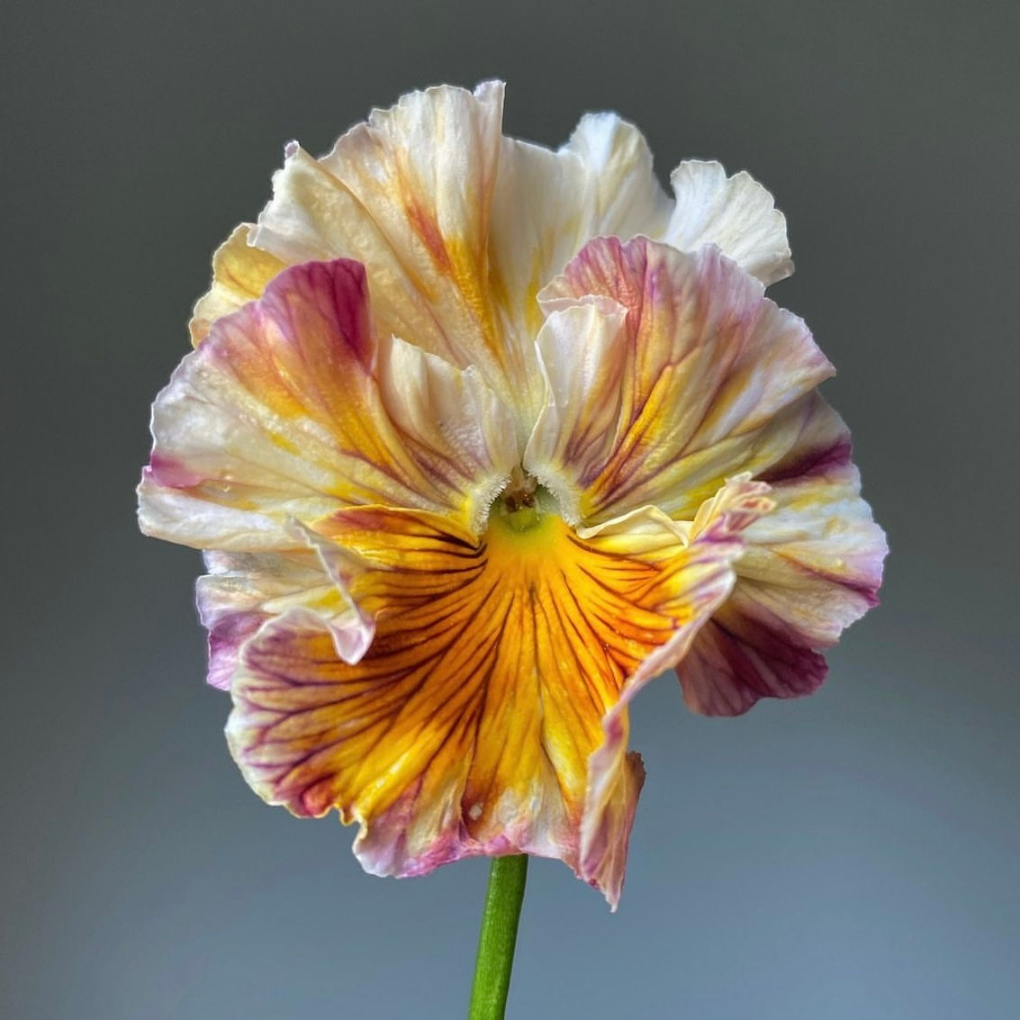 Italian Pansy 'Flamenco Terracotta' - 25 SEEDS