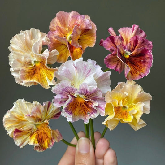 Italian Pansy 'Flamenco Terracotta' - 25 SEEDS