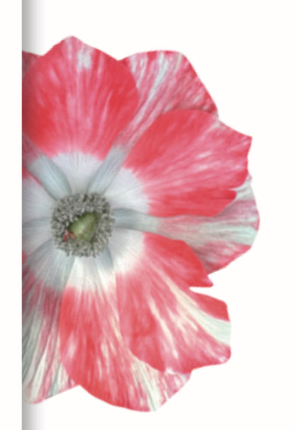 Italian Anemone 'Mistral Salmone’ - 25 SEEDS (PRE-ORDER)