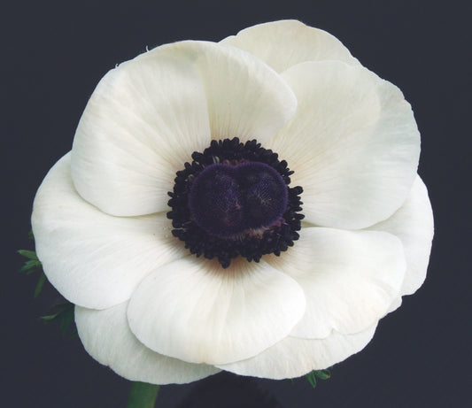 Italian Anemone 'Mistral Plus Bianco Centro Nero' - 25 SEEDS