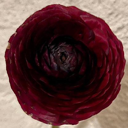 Italian Ranunculus 'Elegance Cioccolato 1581P' - 25 SEEDS