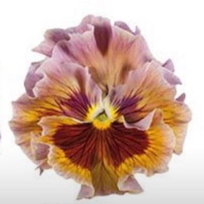 Italian Pansy 'Flamenco Terracotta' - 25 SEEDS