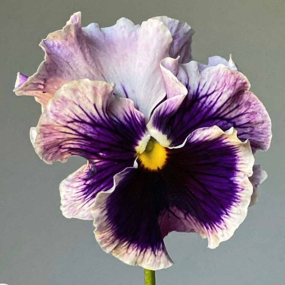 Italian Pansy 'Flamenco Tri-Colour Rose' - 25 SEEDS