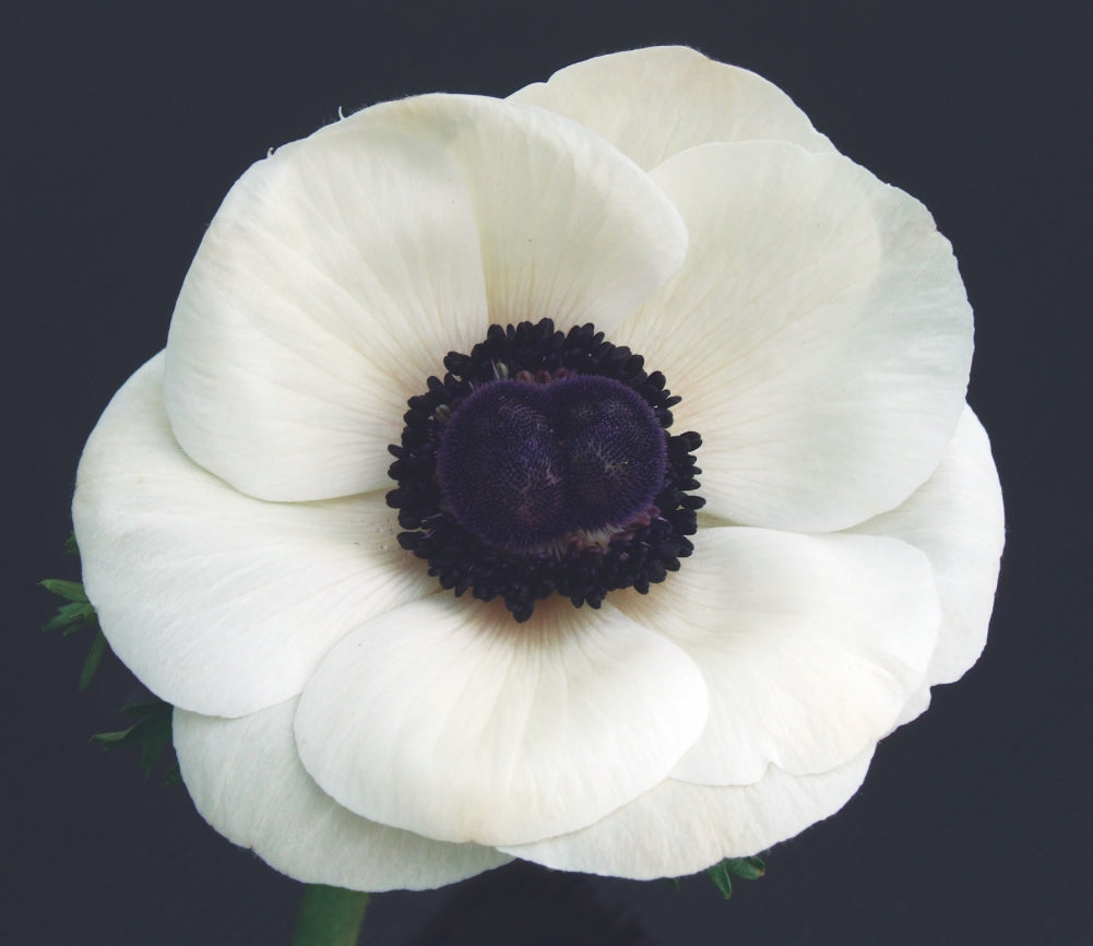 Italian Anemone 'Mistral Plus Bianco Centro Nero' - SEEDLING