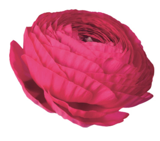 Italian Ranunculus 'Elegance Hot Pink 722-12' - SEEDLING