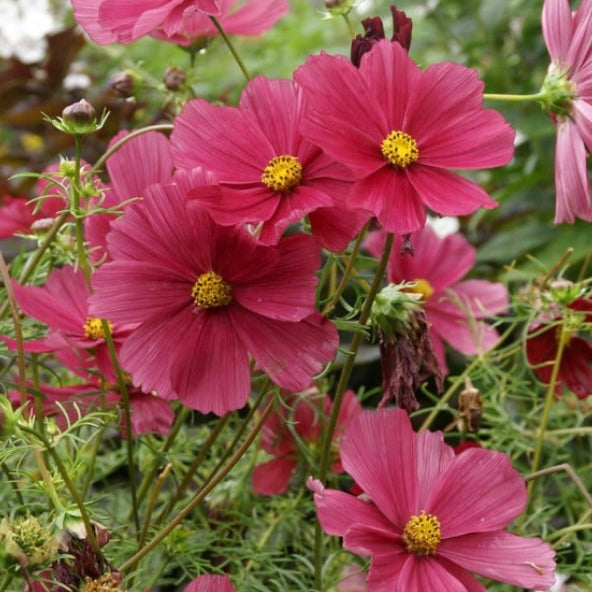 Cosmos 'Rubenza' - 25 SEEDS
