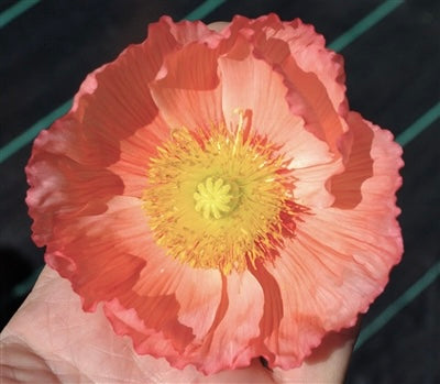 Italian Poppy 'Colibri Chiaro Intenso Salmonato ' - 25 SEEDS