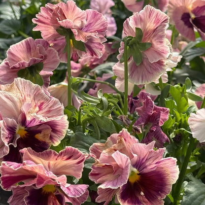 Italian Pansy 'Chianti Mixed' - 25 SEEDS