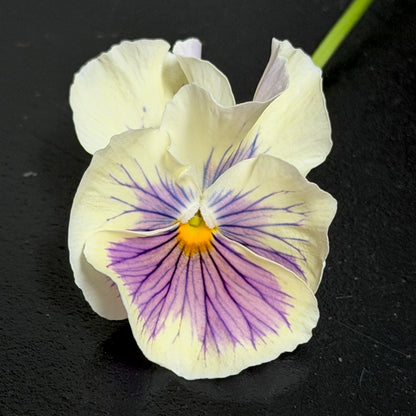 Italian Pansy 'Flamenco White with Blotch' - 25 SEEDS