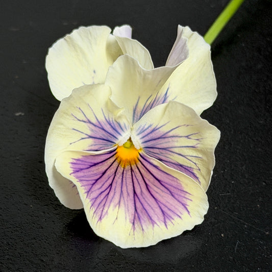 Italian Pansy 'Flamenco White with Blotch' - 25 SEEDS