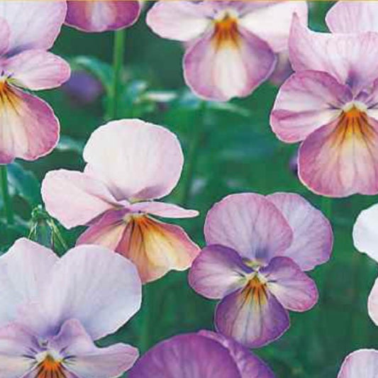 Viola 'Gem Pink Antique' - 25 SEEDS