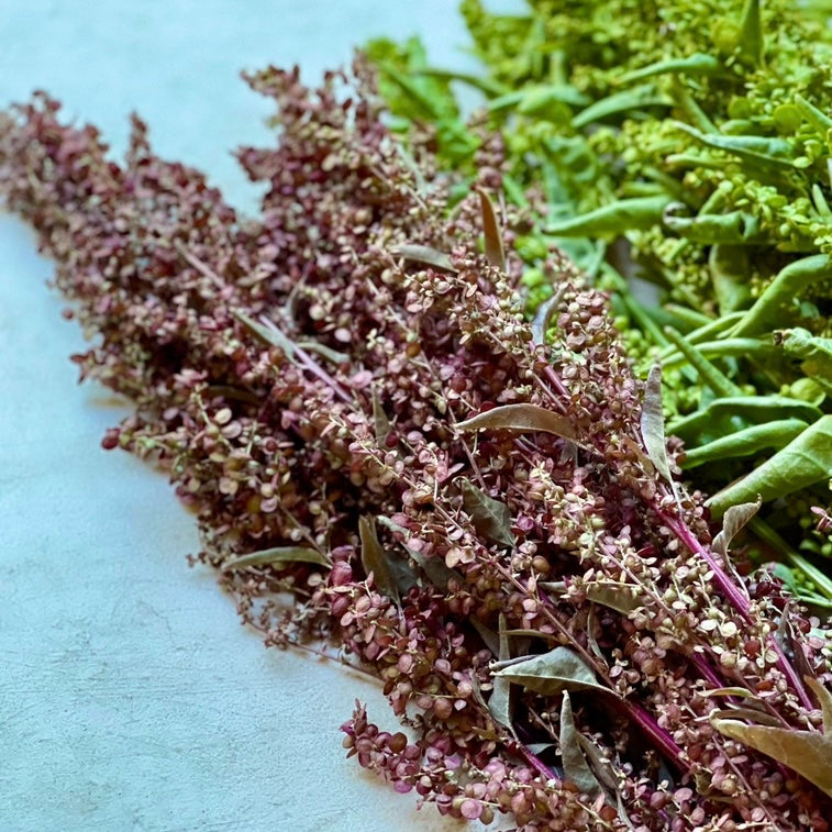 Orach 'Red Plume' - 25 SEEDS