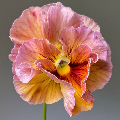 Italian Pansy 'Flamenco Terracotta' - 25 SEEDS