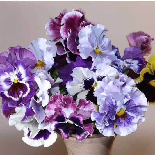 Italian Pansy 'Moulin Rouge Mixed’ - 25 SEEDS