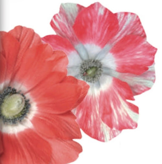 Italian Anemone 'Mistral Salmone' - SEEDLING