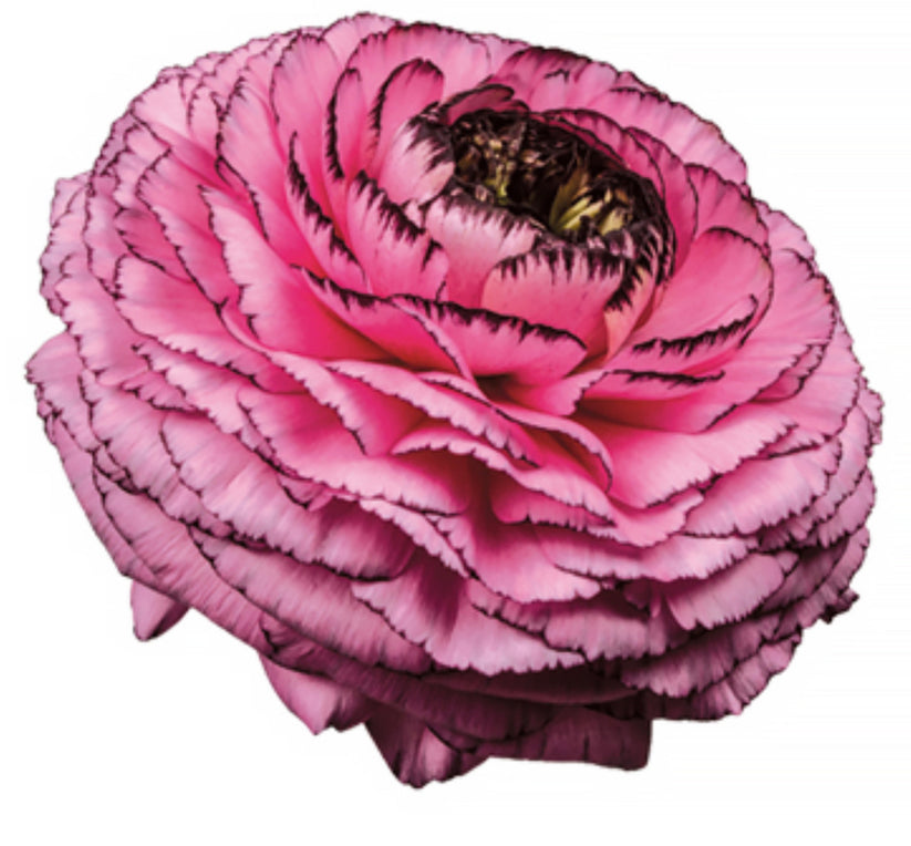 Italian Ranunculus 'Elegance Rosa Striato 69-16' - SEEDLING – Southern ...
