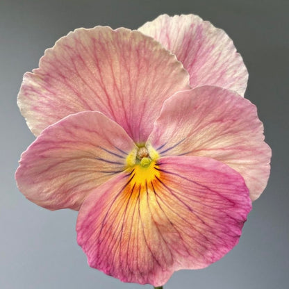 Pansy 'Imperial Antique Shades' - 25 SEEDS