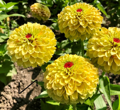 Zinnia 'Queeny Lemon Peach' - 25 SEEDS