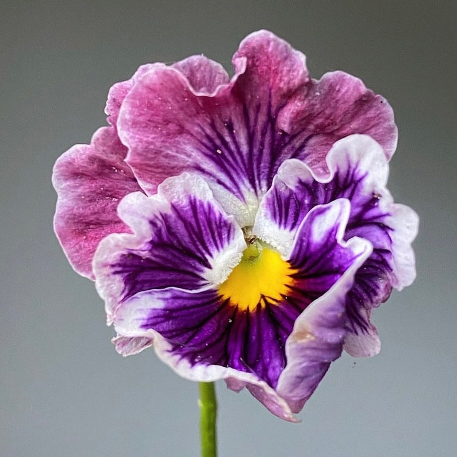 Italian Pansy 'Flamenco Tri-Colour Rose' - 25 SEEDS