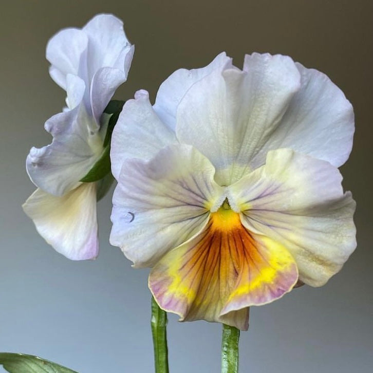 Italian Pansy 'Moulin Rouge Mixed’ - 25 SEEDS