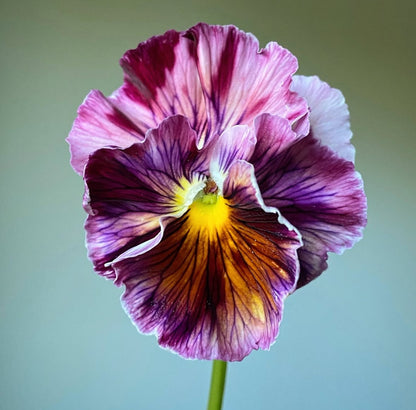 Italian Pansy 'Flamenco Terracotta' - 25 SEEDS