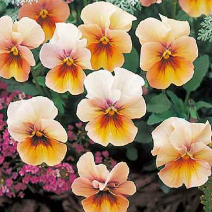 Pansy 'Nature Antique Shades' - 25 SEEDS