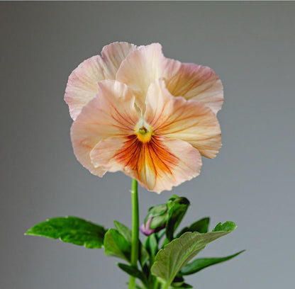 Pansy 'Inspire Peach Shades' - 25 SEEDS