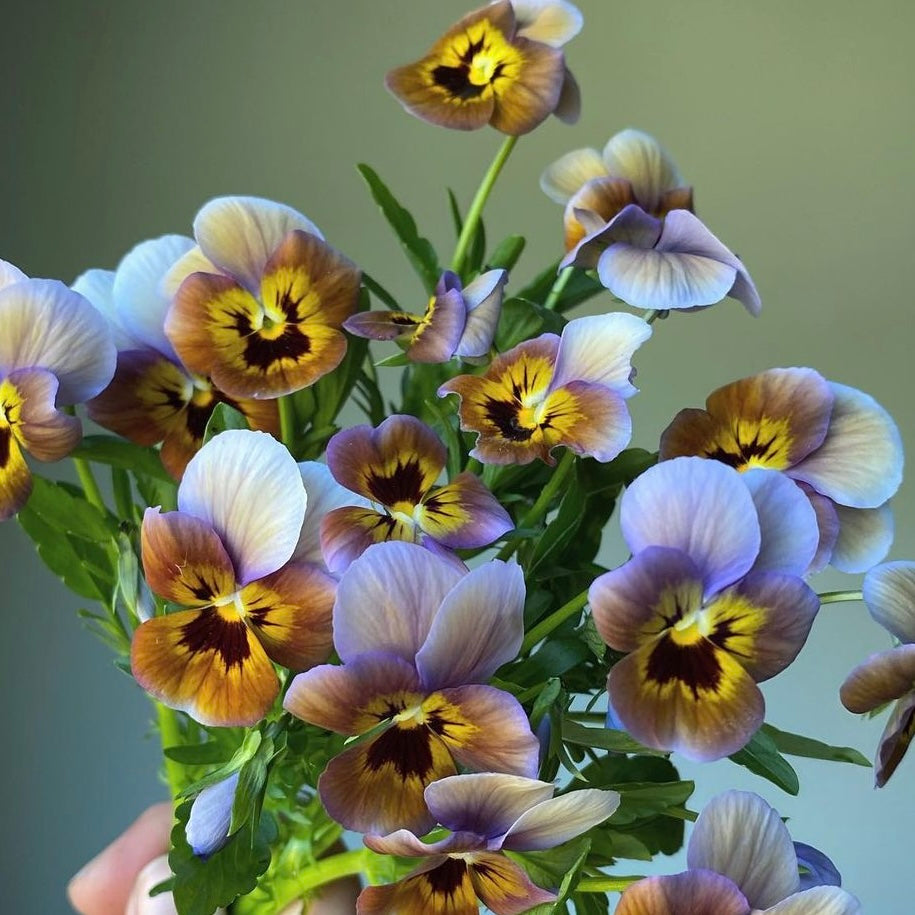 Italian Pansy 'Caramel Bronze Lilac' - 25 SEEDS