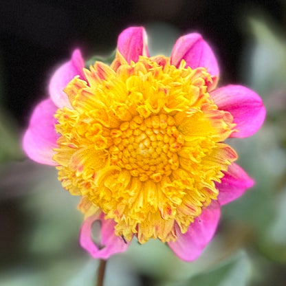 Araluen Beauty