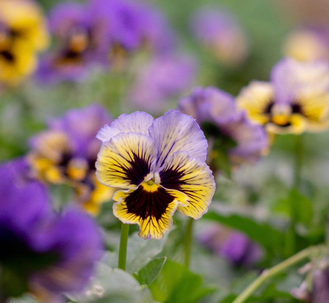 Pansy 'Frizzle Sizzle Yellow Blue Swirl' - 25 SEEDS