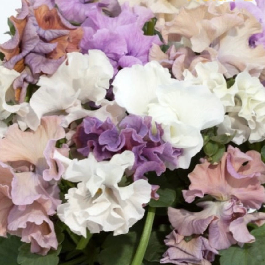 Italian Pansy 'Sweet Pea Mixed' - 25 SEEDS