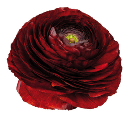 Italian Ranunculus 'Elegance Cioccolato 1581P' - 25 SEEDS