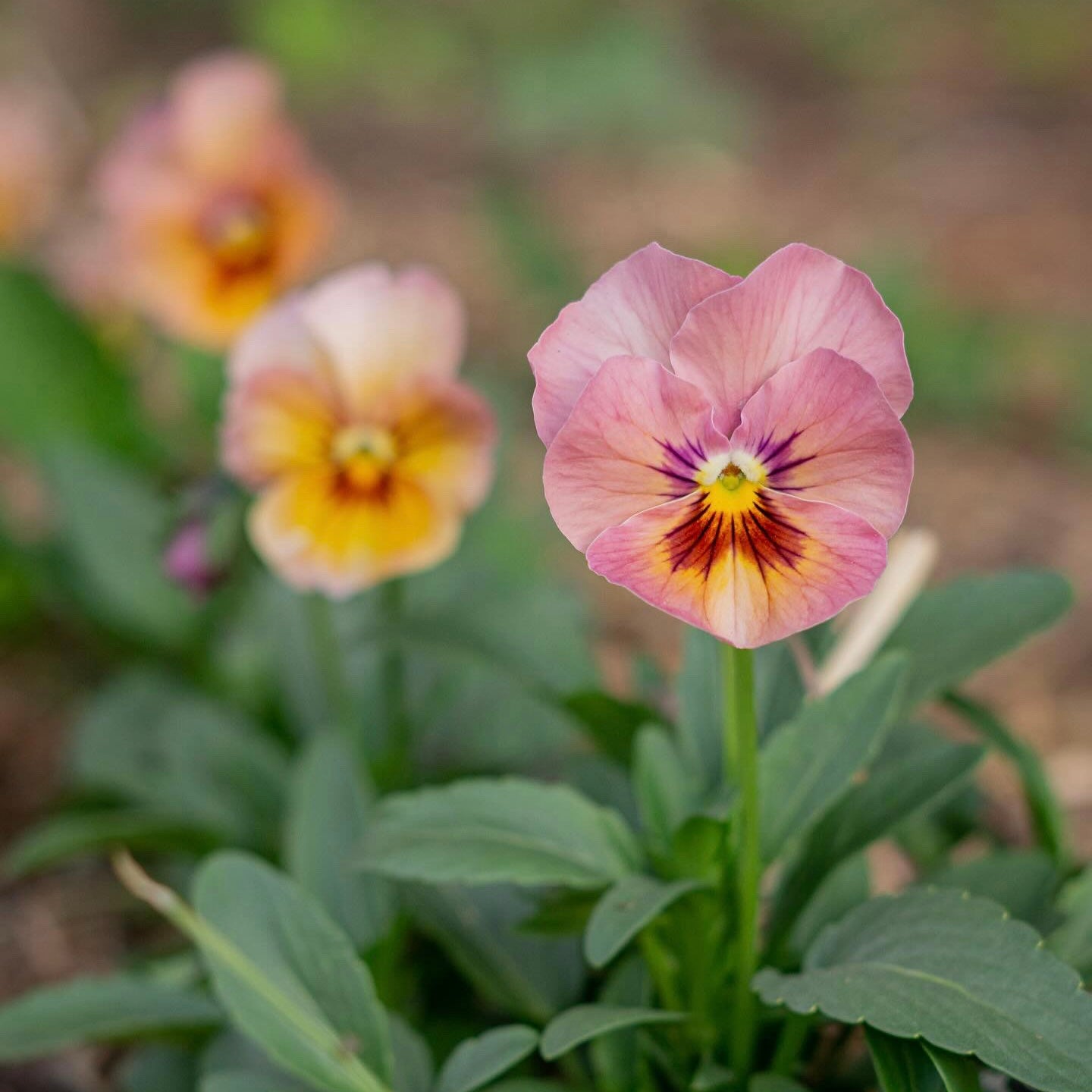 Pansy 'Nature Antique Shades' - 25 SEEDS