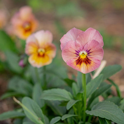 Pansy 'Nature Antique Shades' - 25 SEEDS