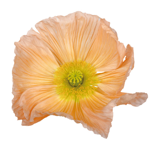 Italian Poppy ‘Colibri Rosa Chiaro Pastello' - SEEDLING