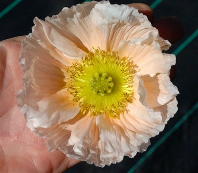 Italian Poppy 'Colibri Rosa Chiaro Pastello' - 25 SEEDS