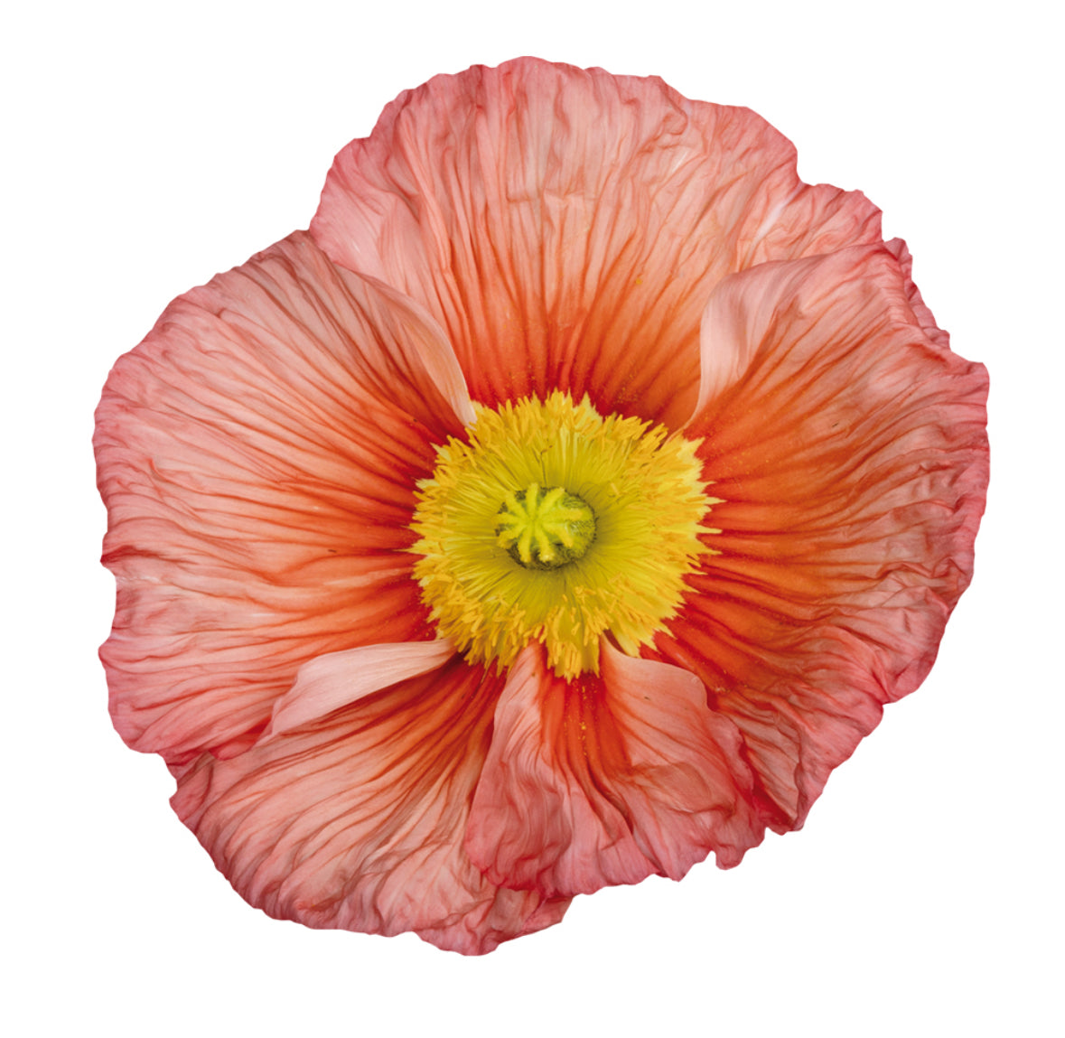 Italian Poppy 'Colibri Chiaro Intenso Salmonato ' - SEEDLING