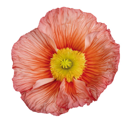 Italian Poppy 'Colibri Chiaro Intenso Salmonato ' - SEEDLING