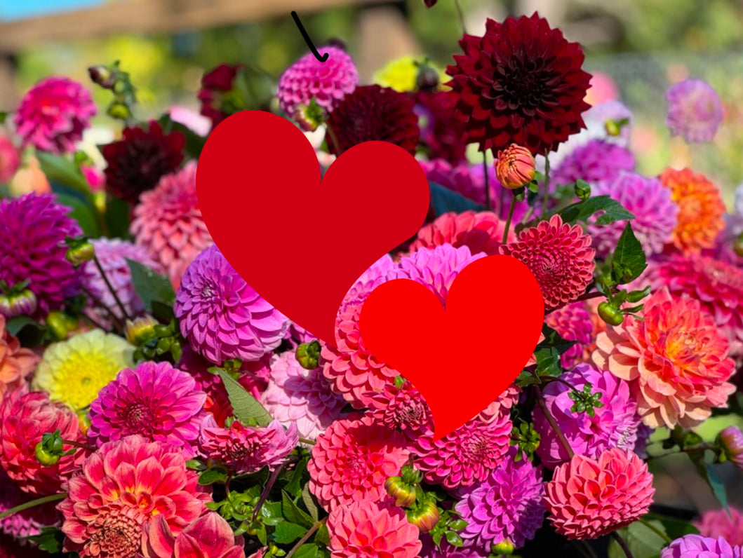 Valentine's Day Dahlia Bouquet