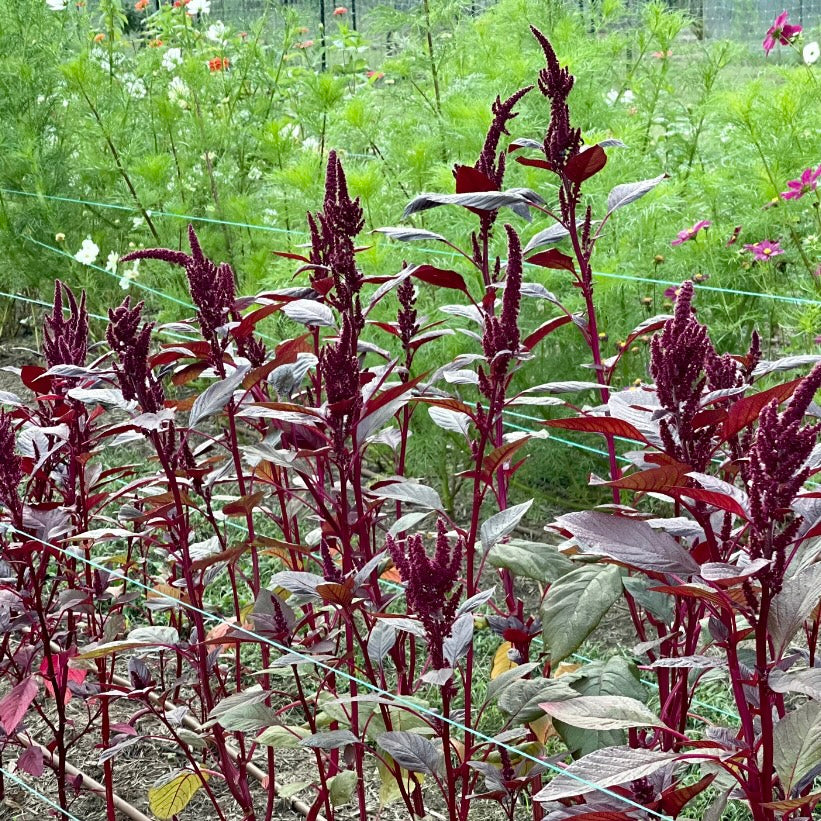 Orach 'Red Plume' - 25 SEEDS