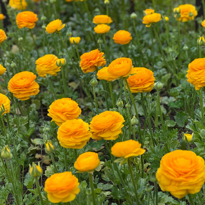 Italian Ranunculus 'Giallo Mix' - 5 CORMS
