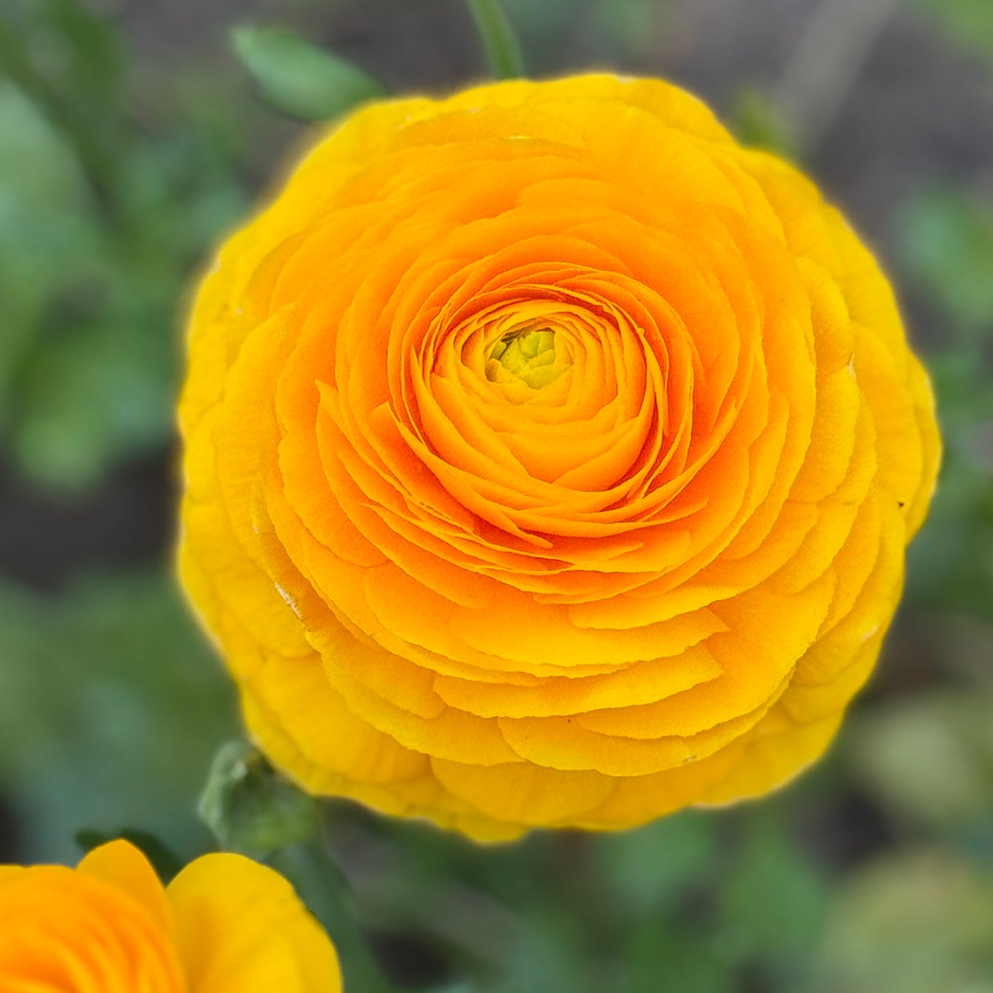 Italian Ranunculus 'Giallo Mix' - 5 CORMS
