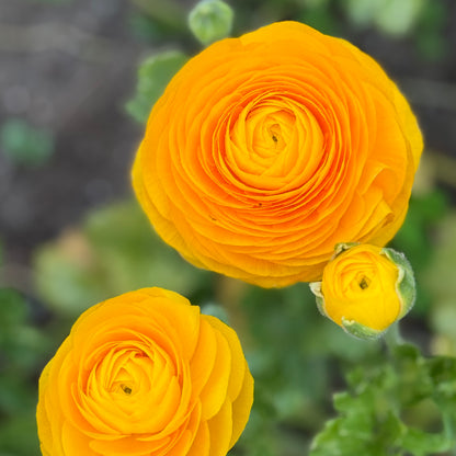 Italian Ranunculus 'Giallo Mix' - 5 CORMS