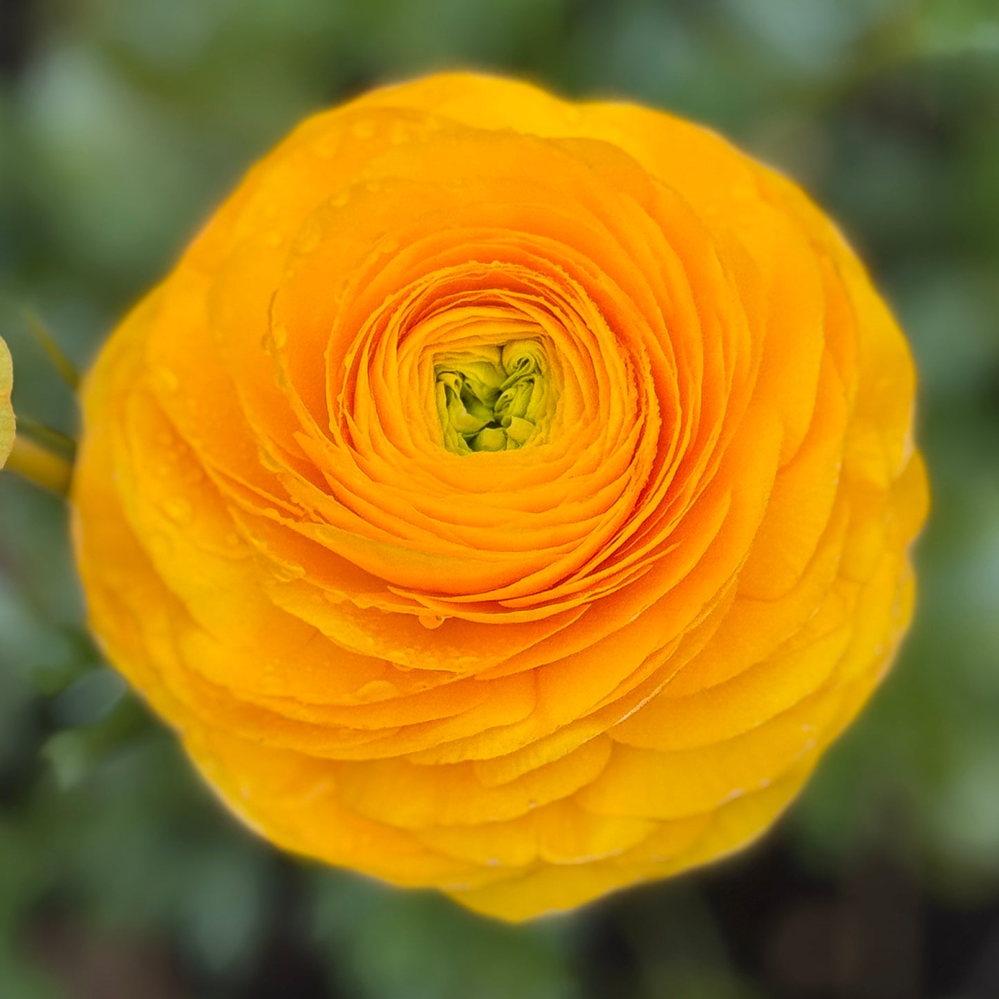 Italian Ranunculus 'Giallo Mix' - 5 CORMS