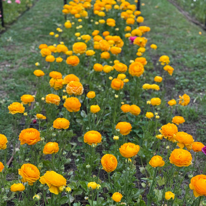 Italian Ranunculus 'Giallo Mix' - 5 CORMS