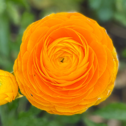 Italian Ranunculus 'Giallo Mix' - 5 CORMS