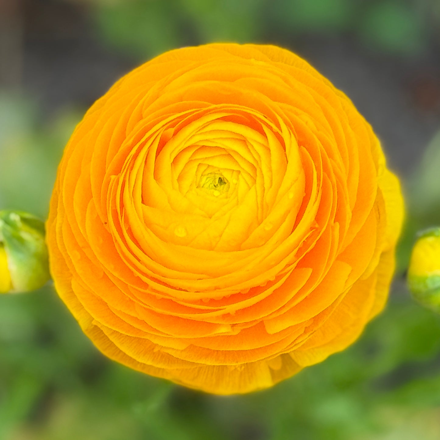 Italian Ranunculus 'Giallo Mix' - 5 CORMS